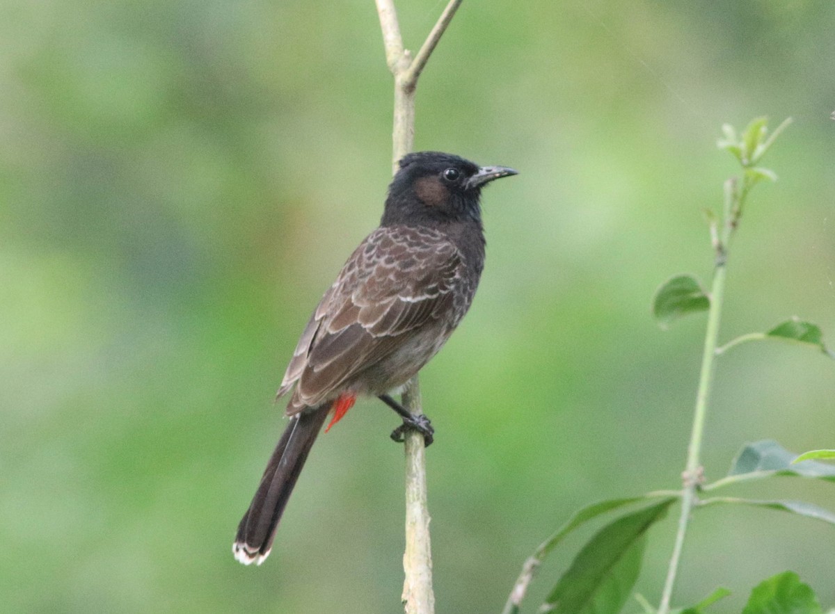 Red-vented Bulbul - ML617370698