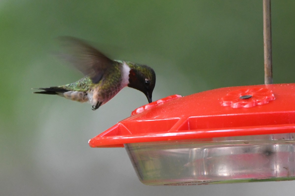 Ruby-throated Hummingbird - ML617370700