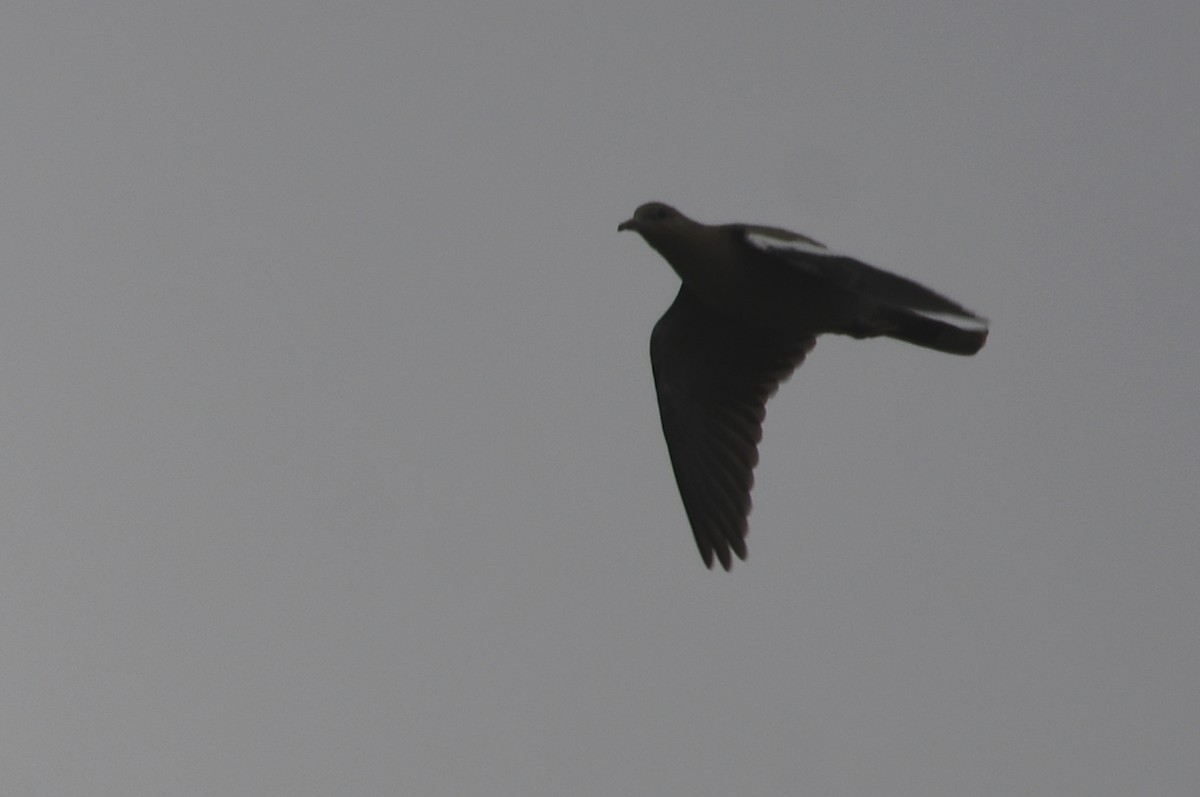 White-winged Dove - ML617370727