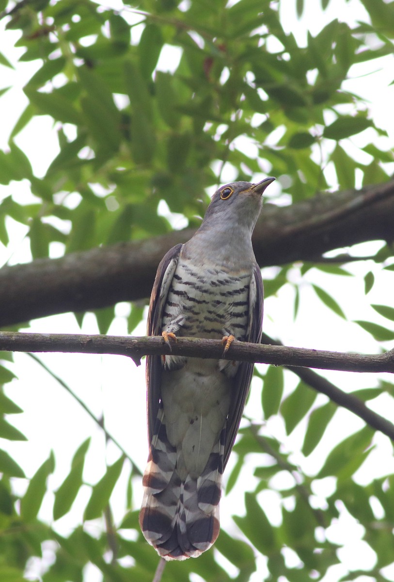 Common Hawk-Cuckoo - Samim Akhter