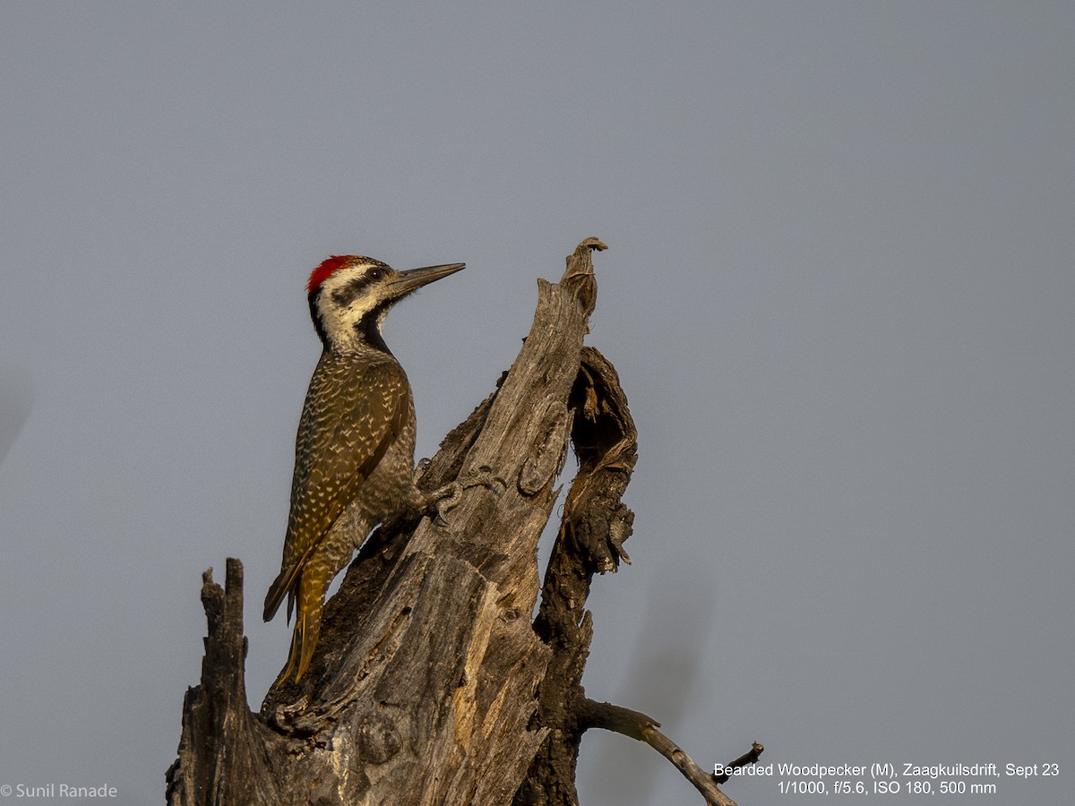 Bearded Woodpecker - ML617370751
