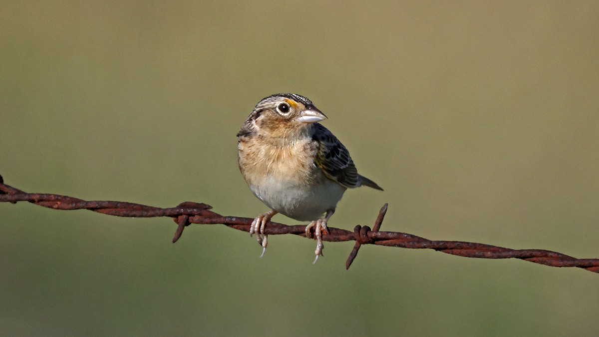 Grasshopper Sparrow - ML617370752
