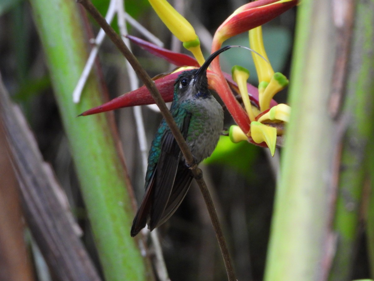 kolibřík azurovoprsý - ML617370875
