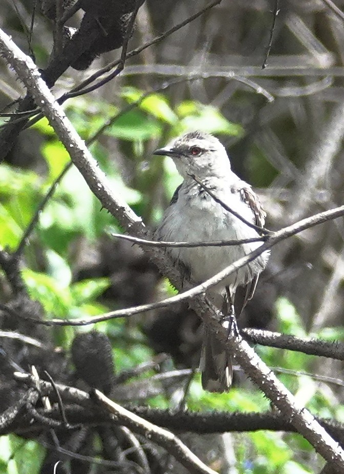 Tropical Mockingbird (Southern) - ML617370910