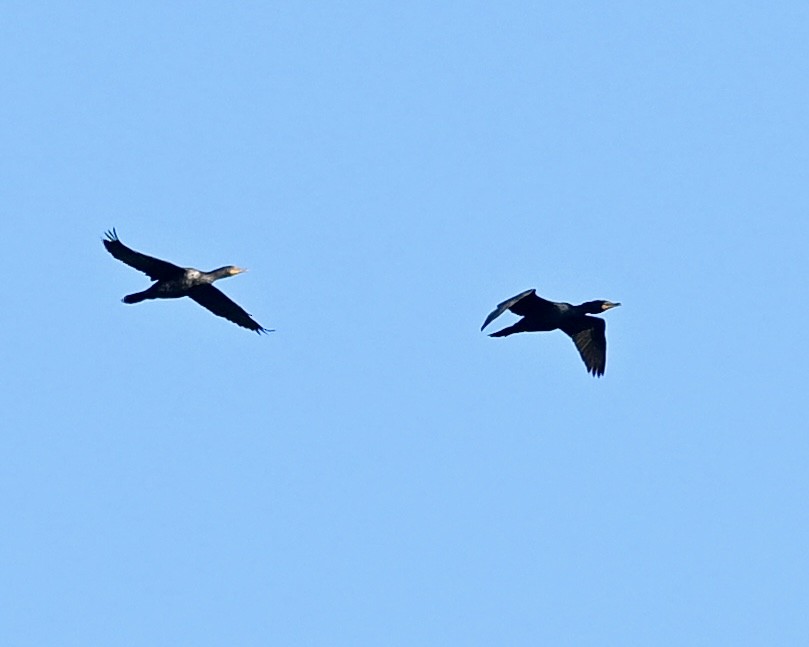 Double-crested Cormorant - ML617370924