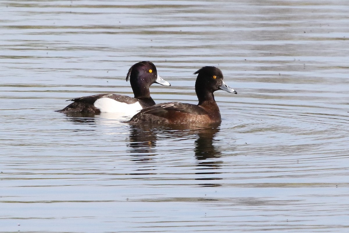 Tufted Duck - ML617370934