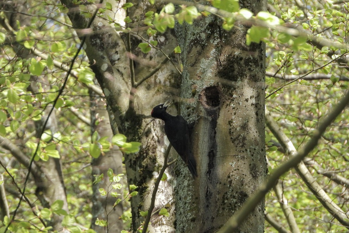 Black Woodpecker - ML617370970
