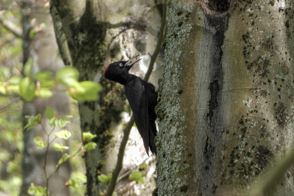 Black Woodpecker - ML617371003