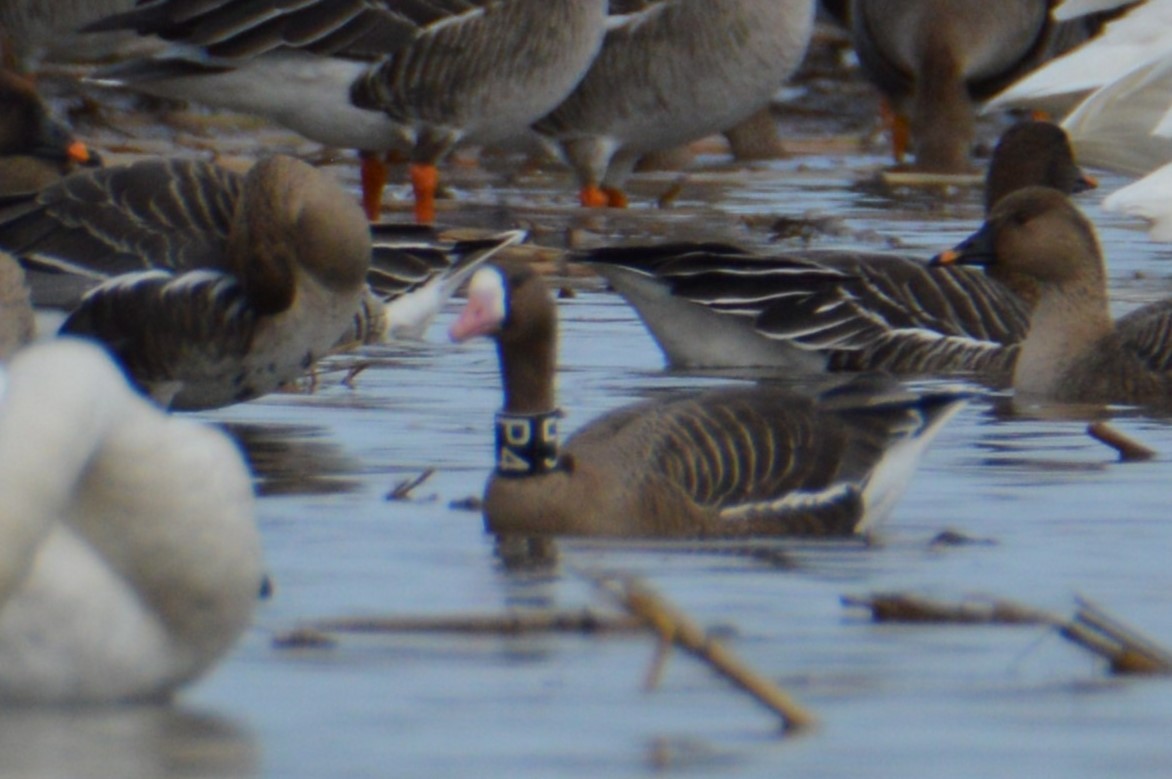 Greater White-fronted Goose - ML617371038
