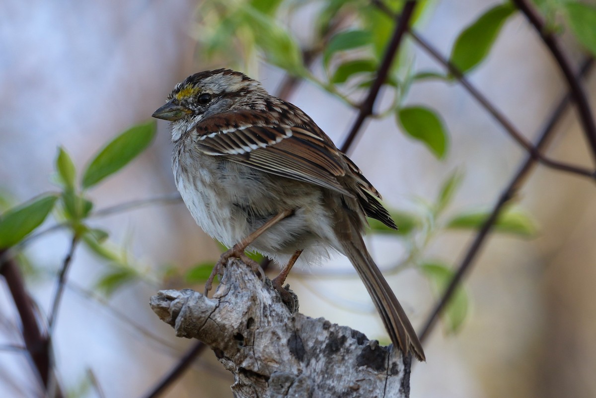 White-throated Sparrow - ML617371163