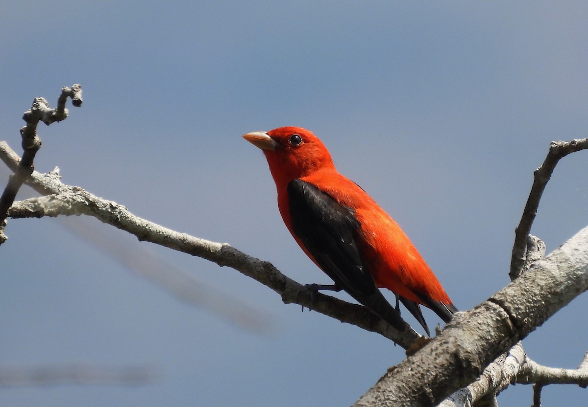 Scarlet Tanager - ML617371221