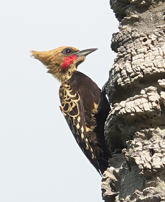 Ochre-backed Woodpecker - ML617371340