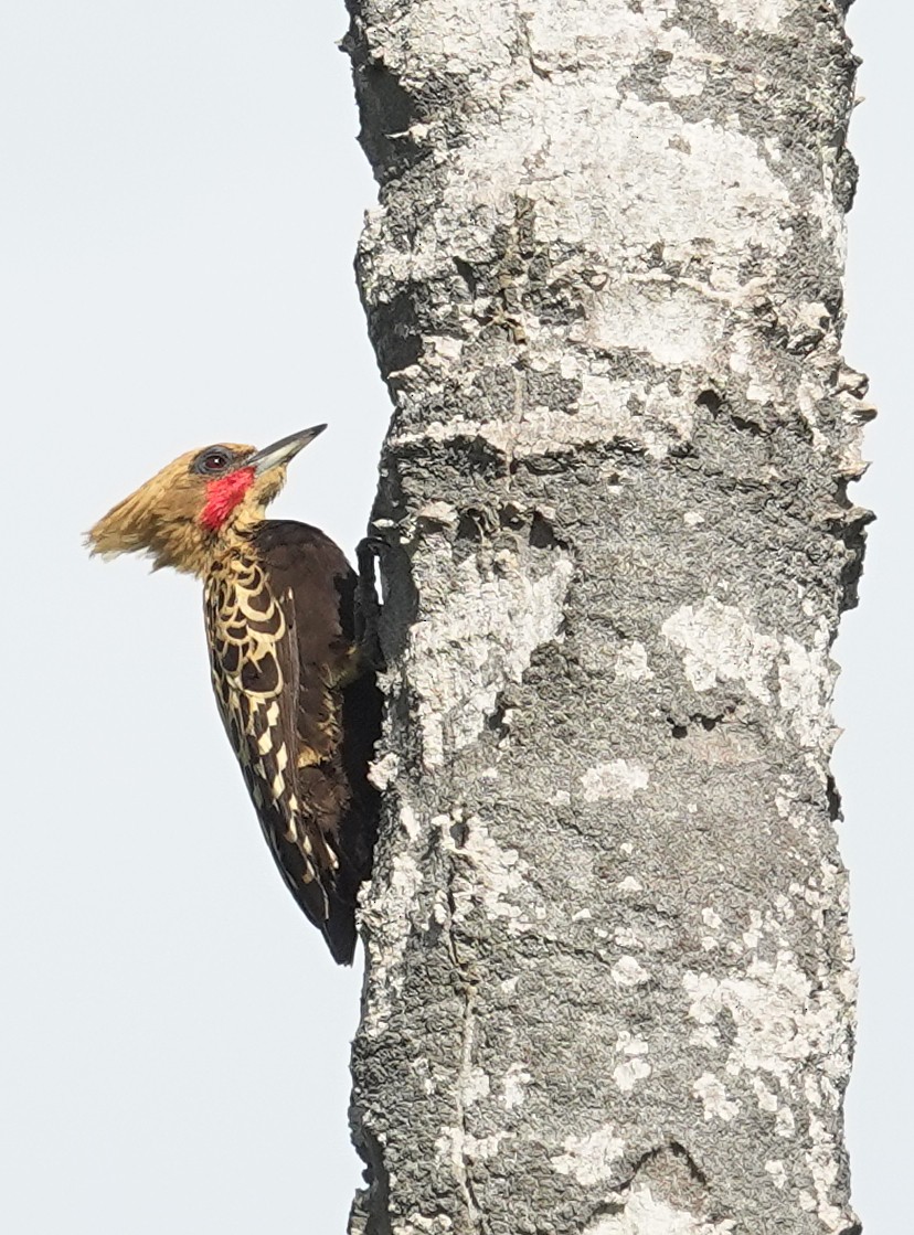 Ochre-backed Woodpecker - ML617371341