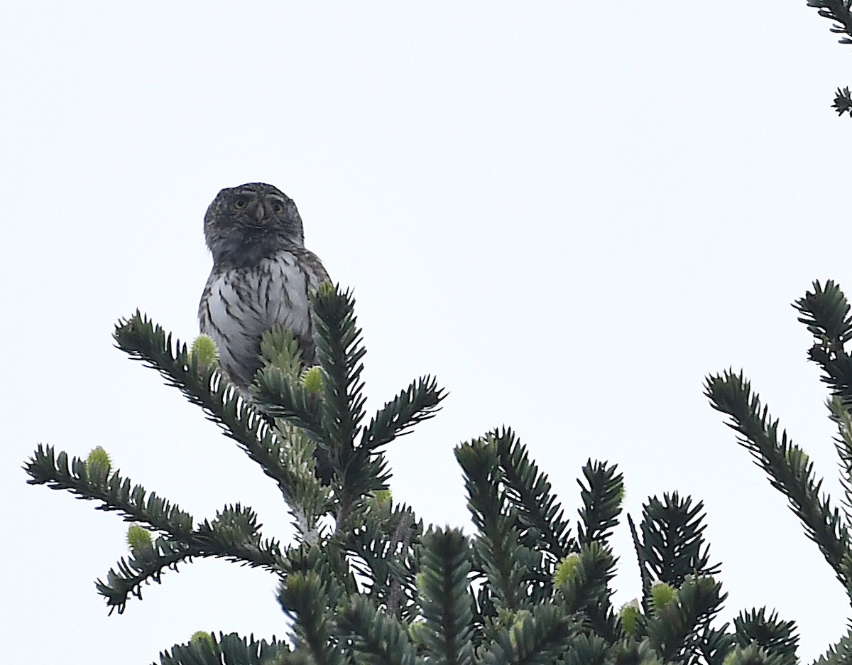 Eurasian Pygmy-Owl - ML617371415