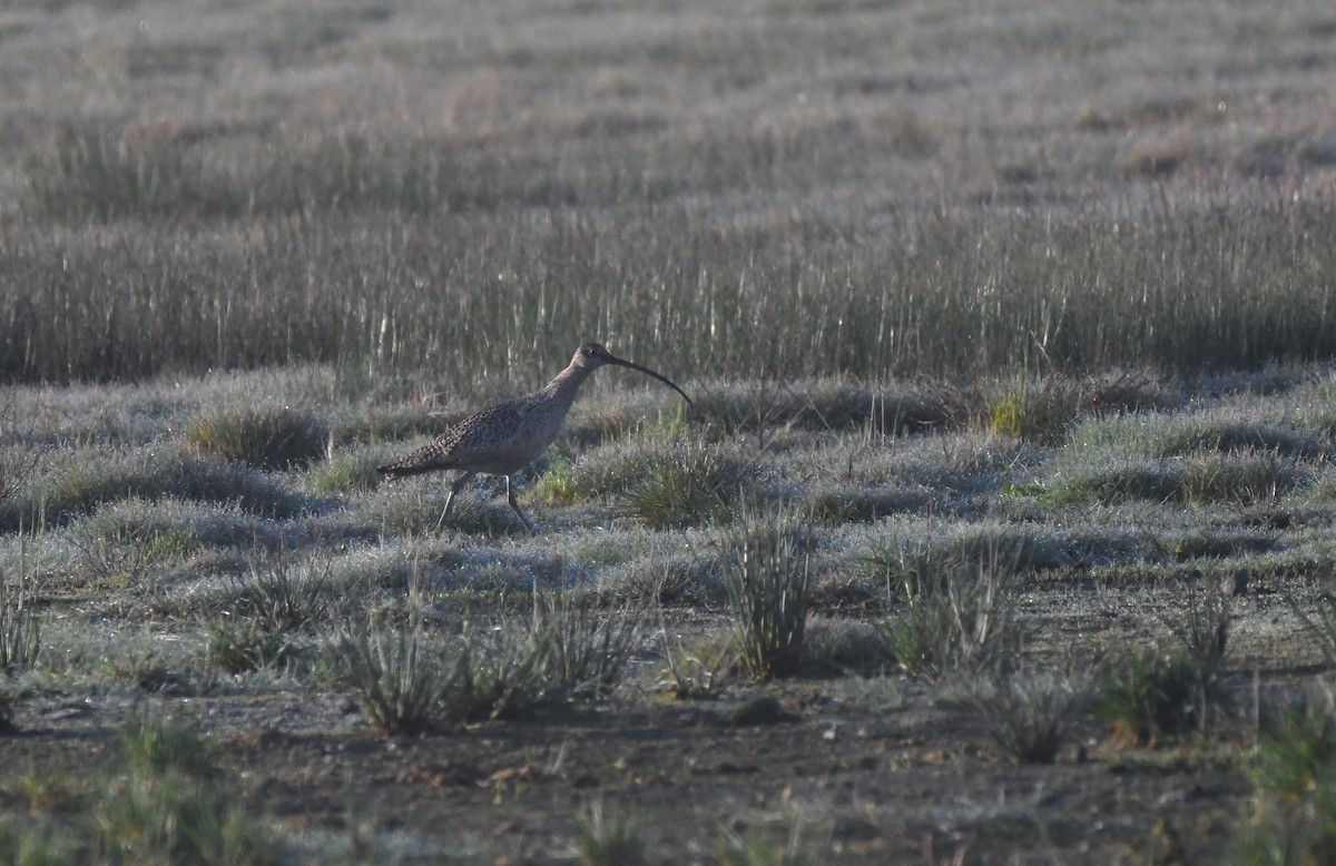 Long-billed Curlew - ML617371540