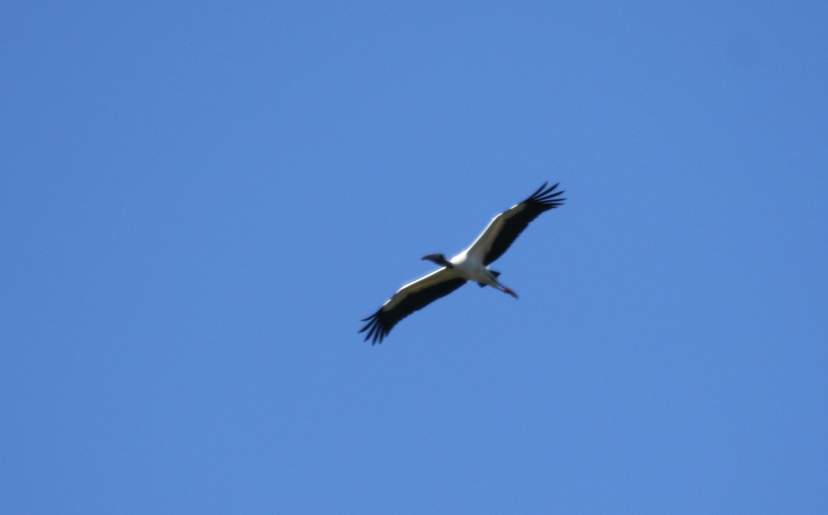 Wood Stork - Sandy Schreven