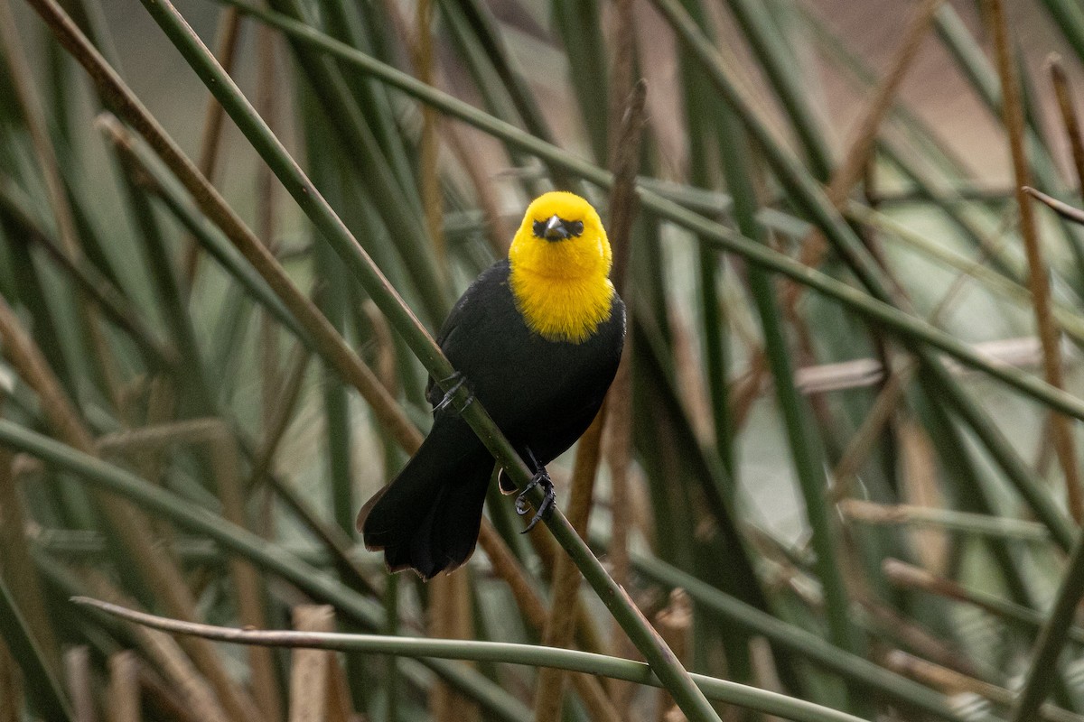 Yellow-hooded Blackbird - ML617371664