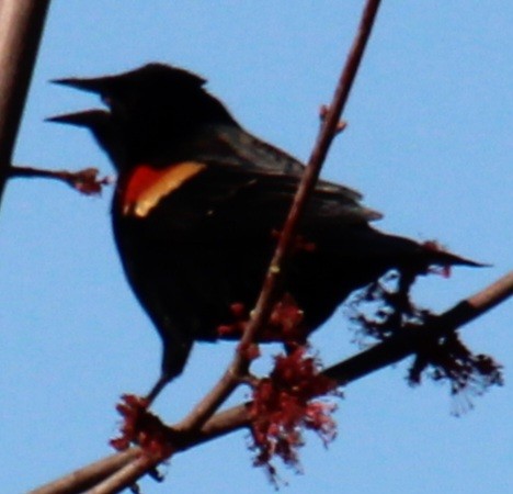 Red-winged Blackbird (Red-winged) - ML617371826
