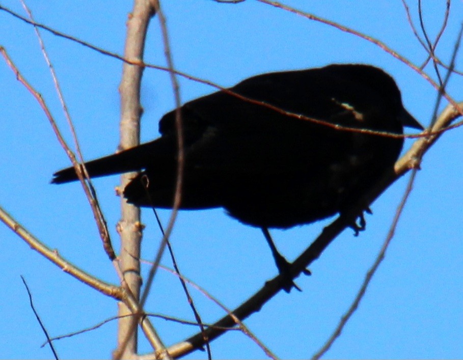 Red-winged Blackbird (Red-winged) - ML617371827
