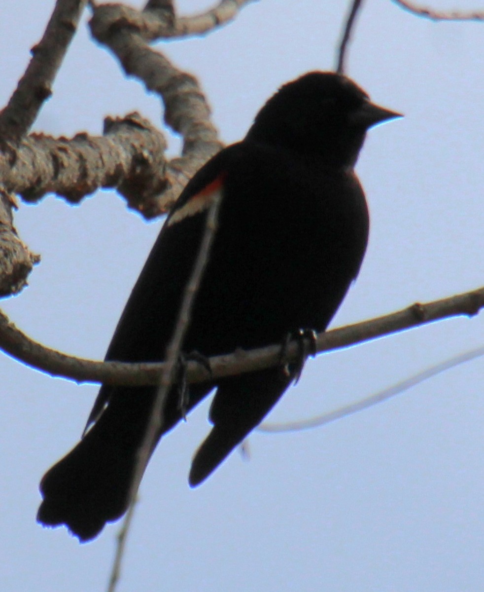 Red-winged Blackbird (Red-winged) - ML617371828