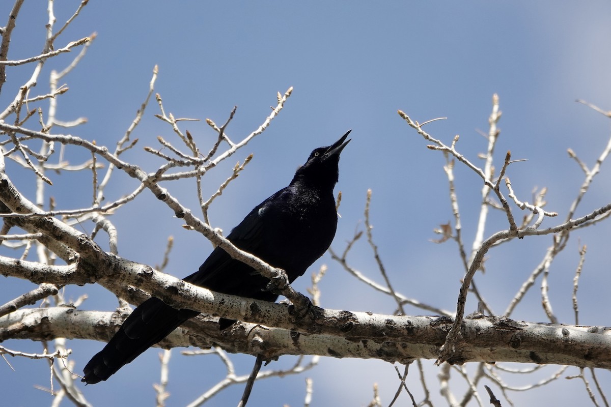 Great-tailed Grackle - ML617371830