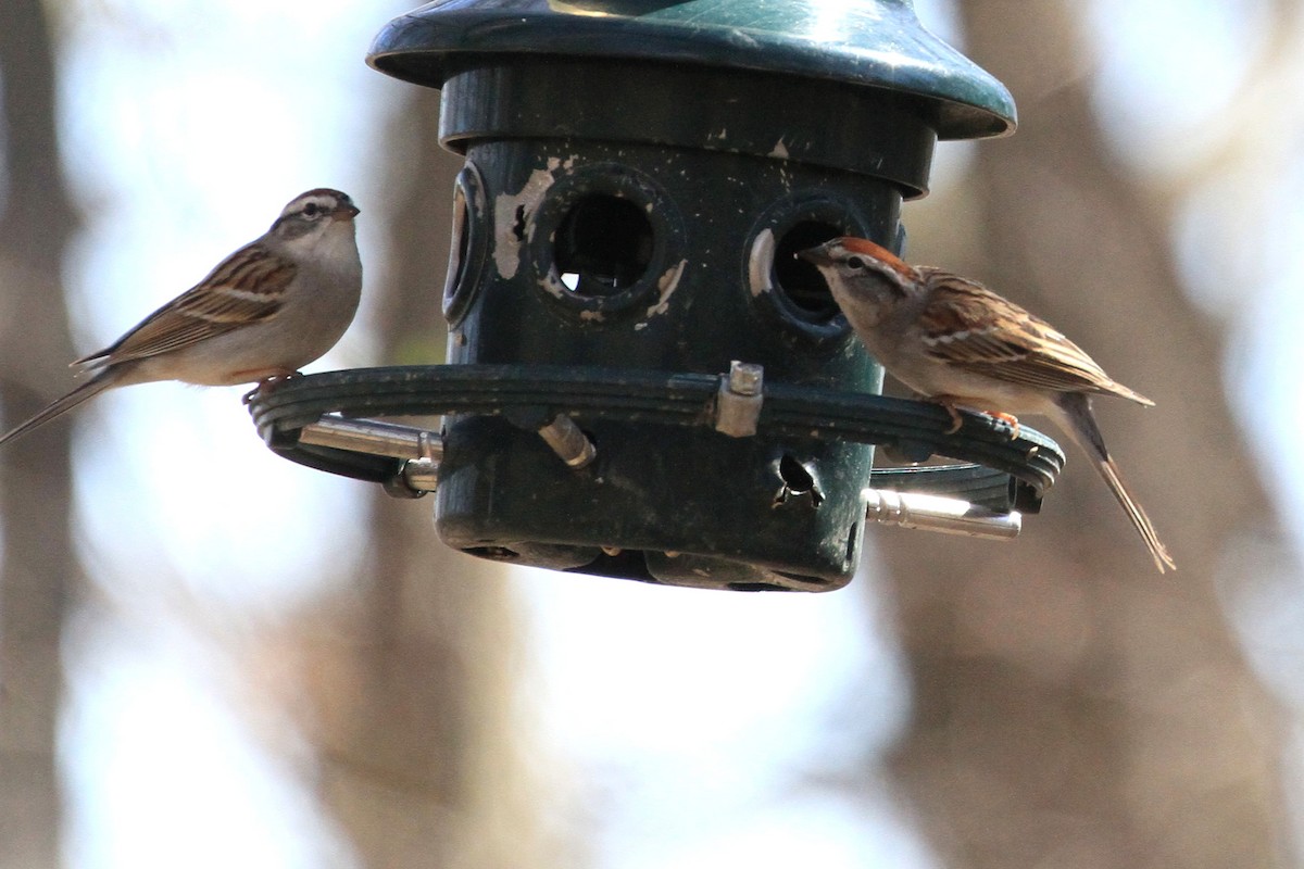Chipping Sparrow - Michel Grégoire