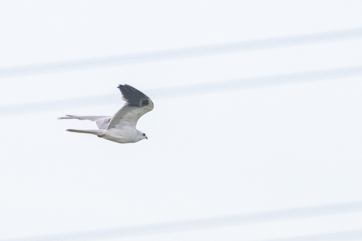 White-tailed Kite - ML617371968