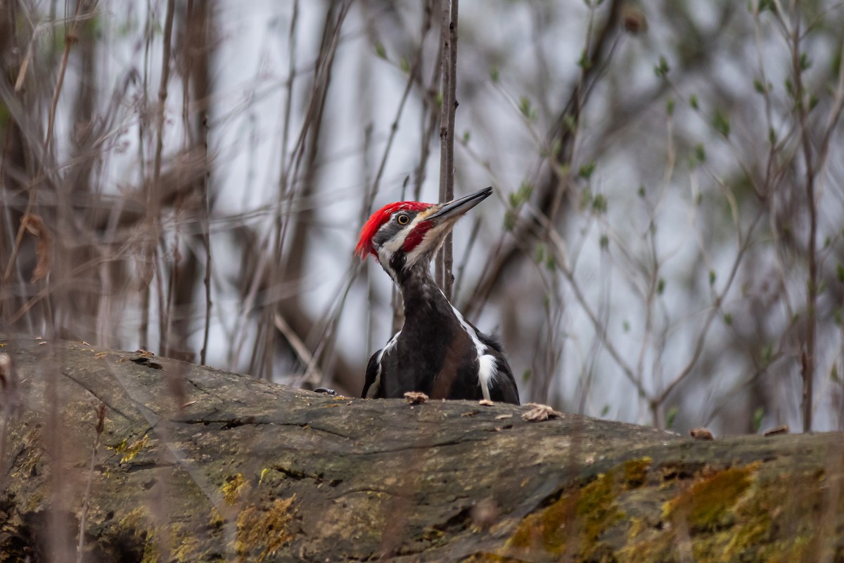 Pileated Woodpecker - ML617372011