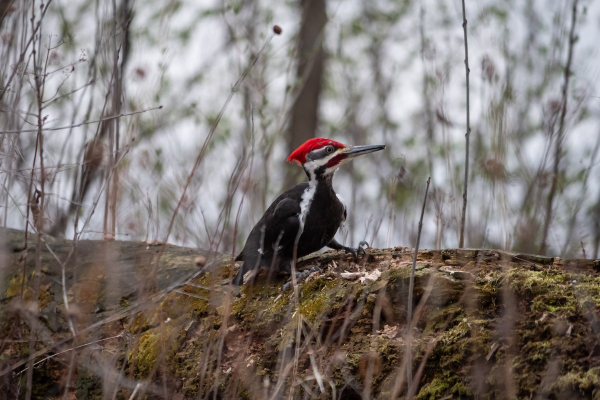 Pileated Woodpecker - Eddie and Grace