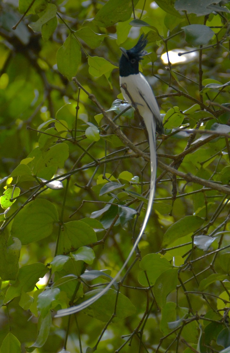 Indian Paradise-Flycatcher - Lathika Anoth
