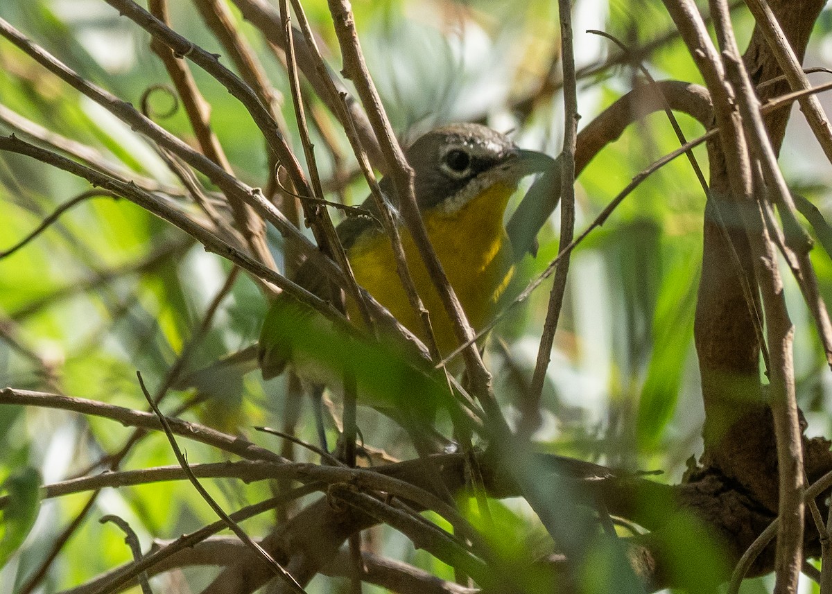 Yellow-breasted Chat - ML617372072