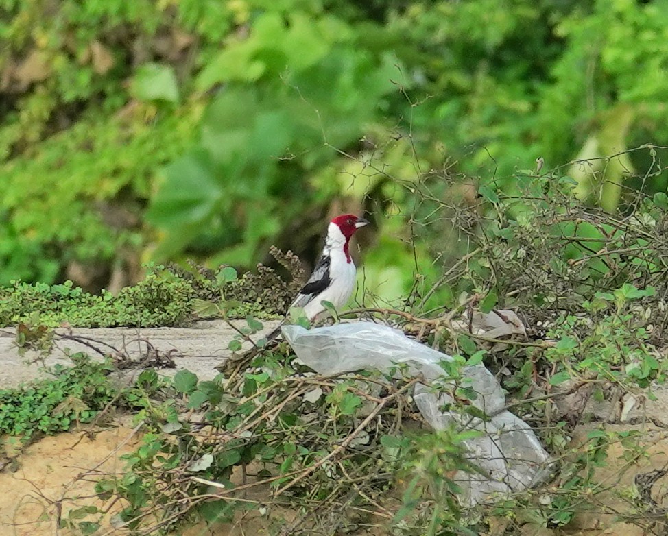 Red-cowled Cardinal - ML617372139