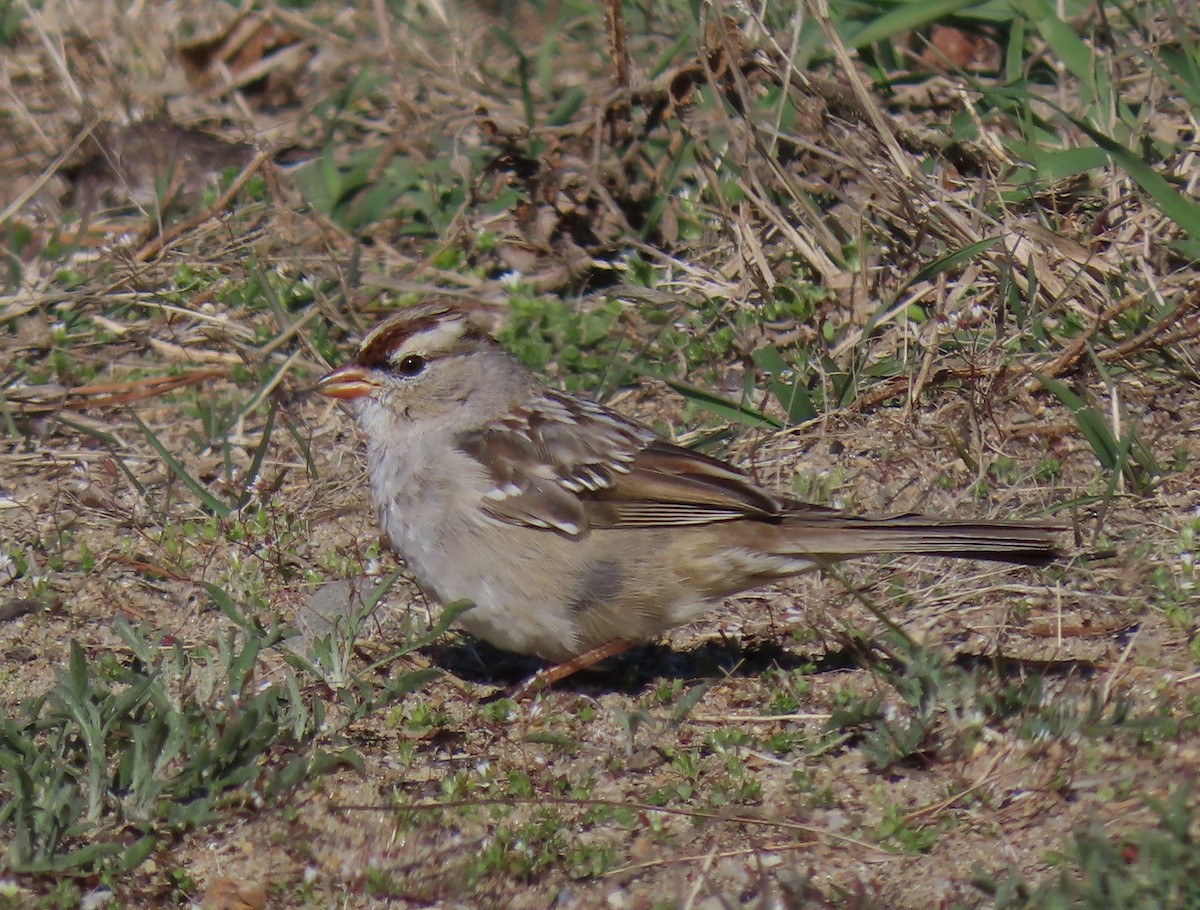 White-crowned Sparrow - ML617372149