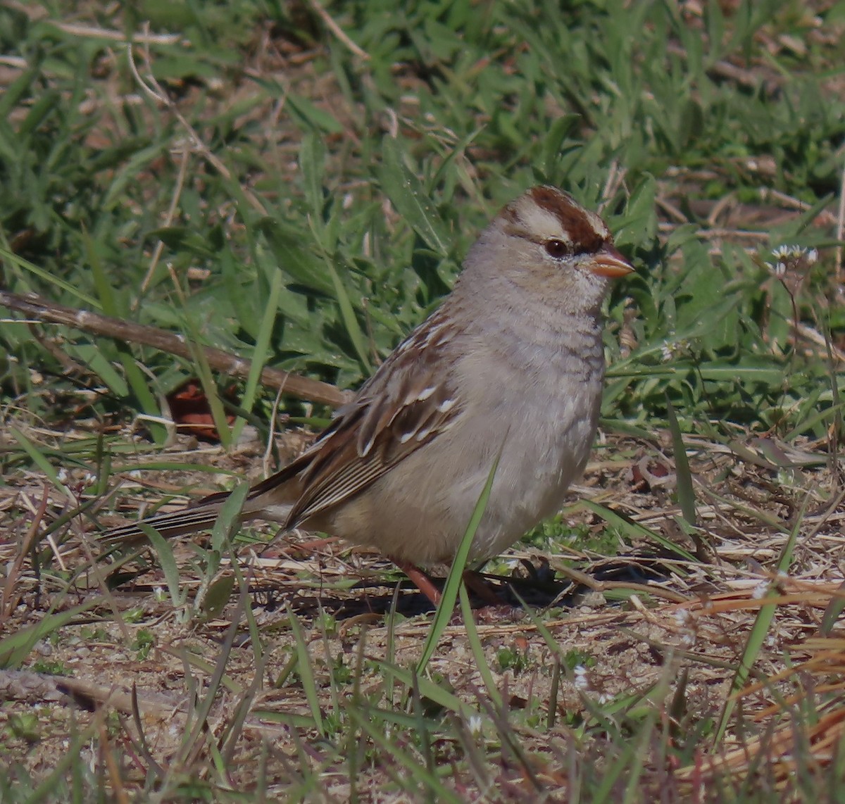 White-crowned Sparrow - ML617372154