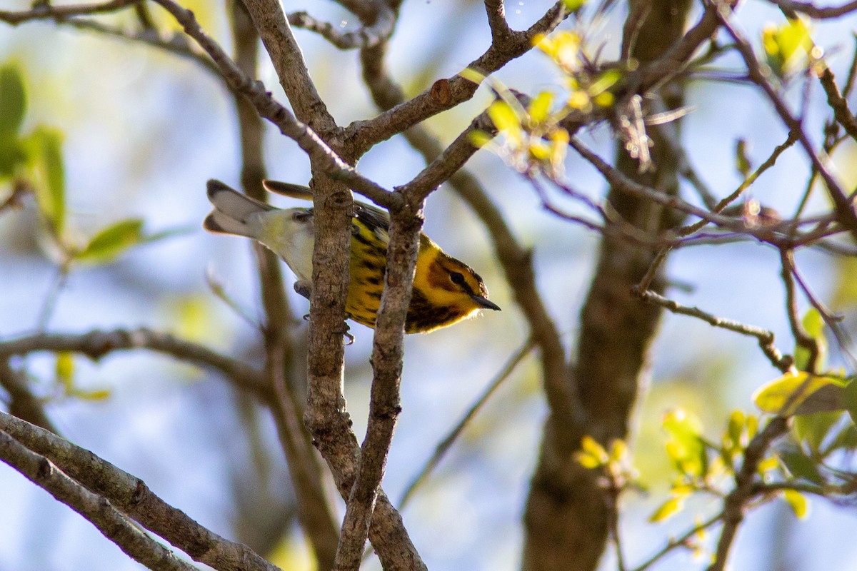 Cape May Warbler - ML617372268
