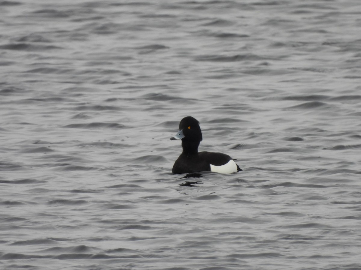 Tufted Duck - ML617372296