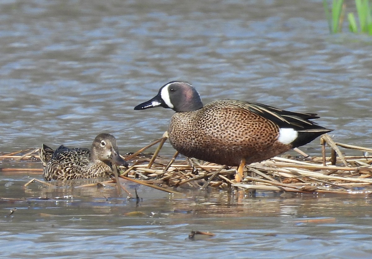 Blue-winged Teal - ML617372560