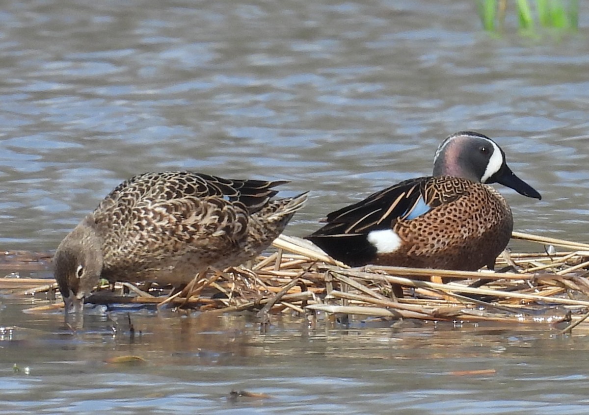 Blue-winged Teal - ML617372561