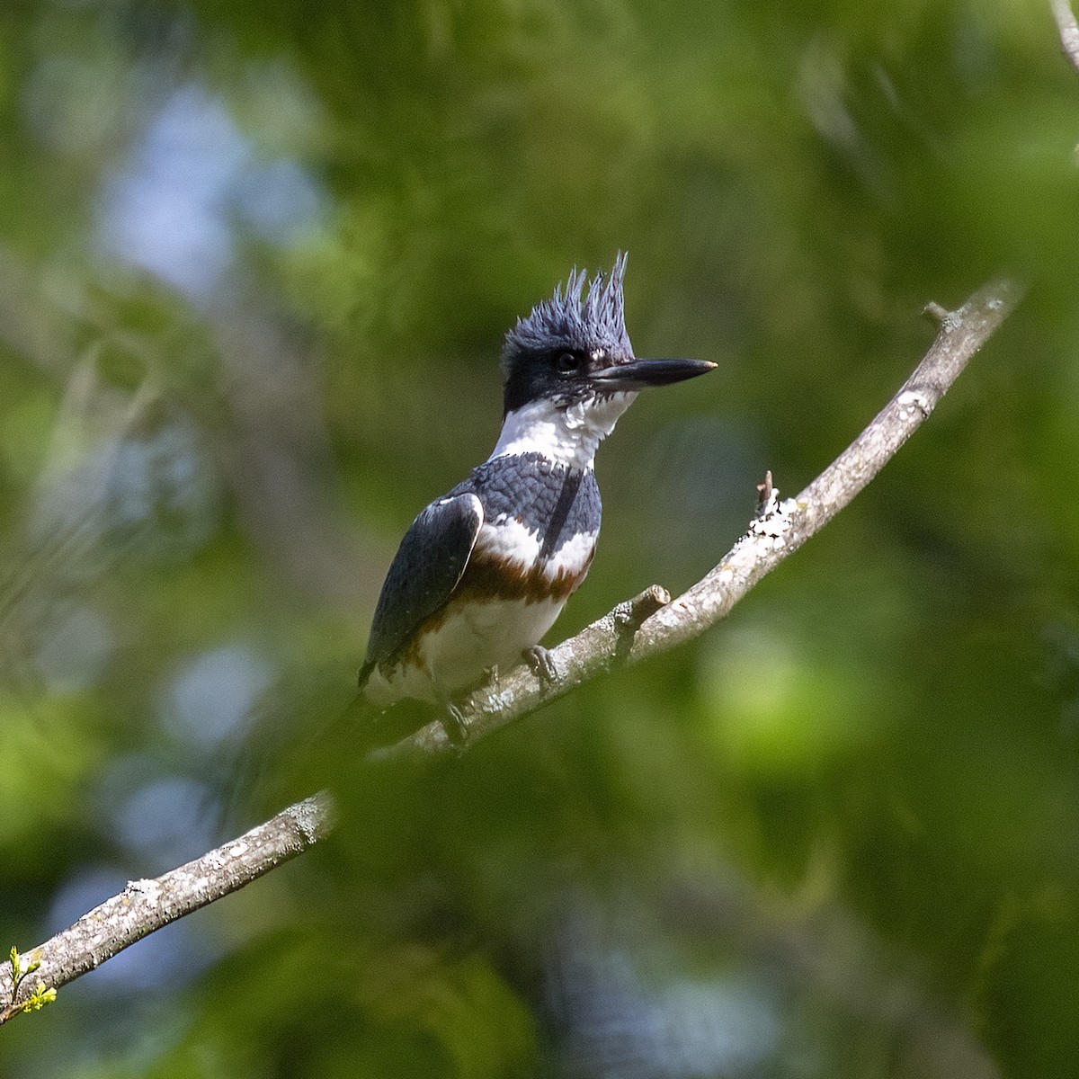 Belted Kingfisher - ML617372597