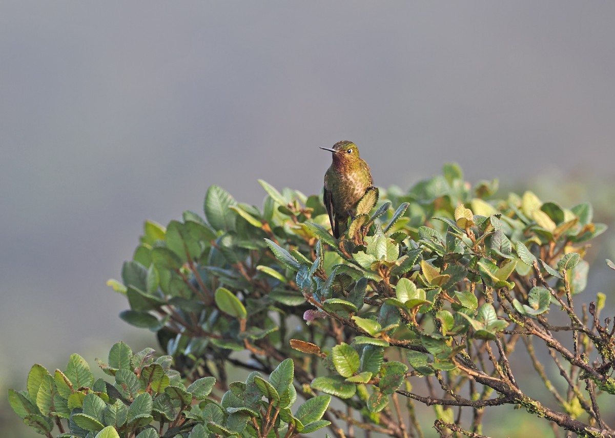 kolibřík rudohrdlý - ML617372644
