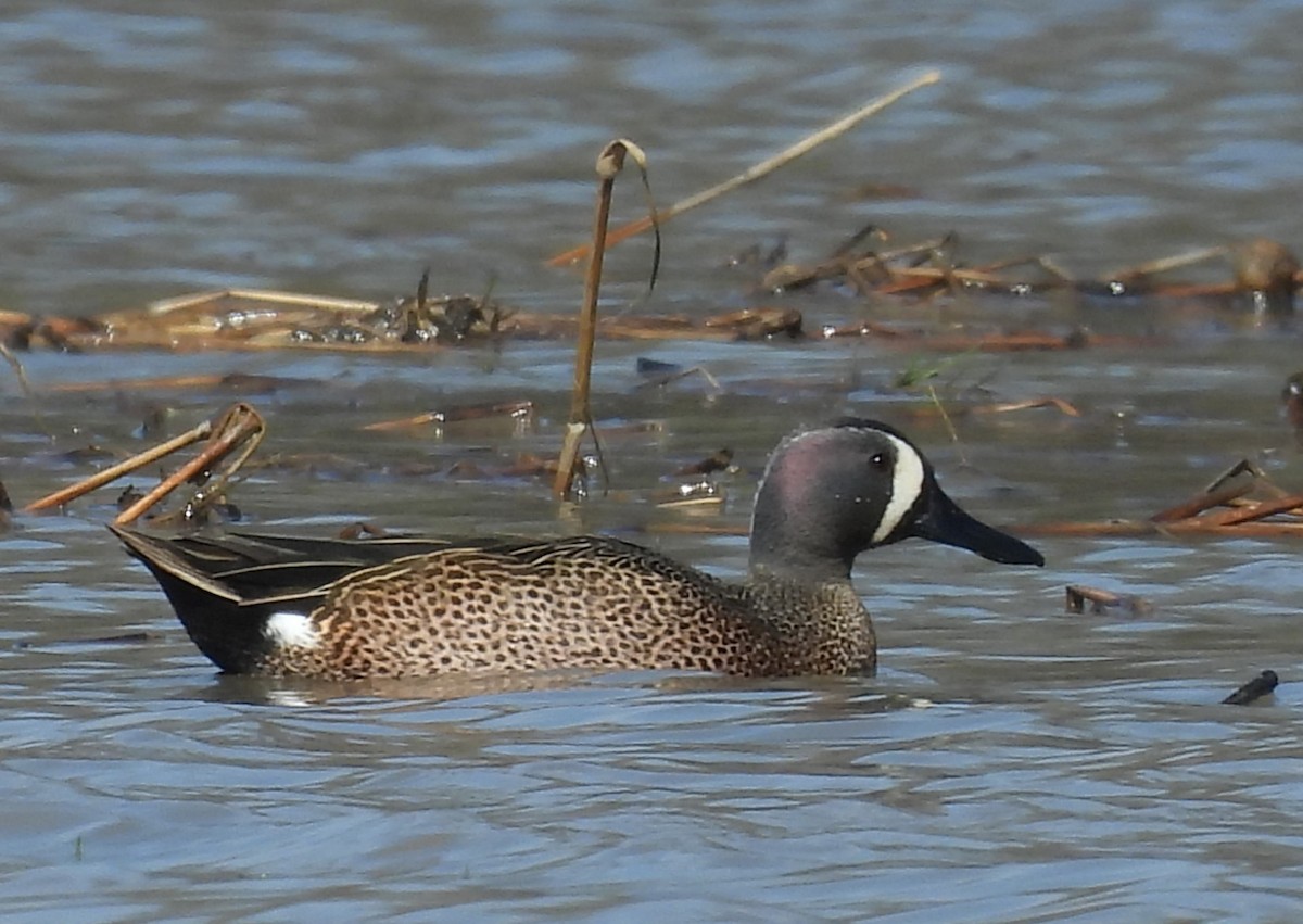 Blue-winged Teal - ML617372683