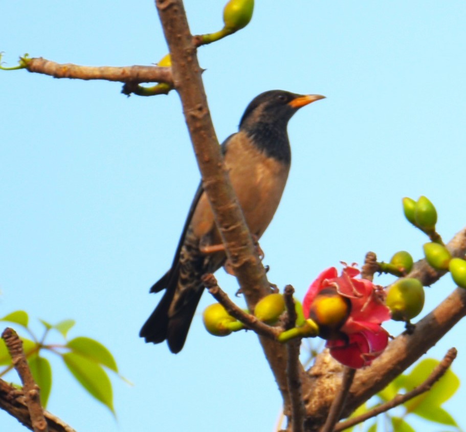 Rosy Starling - Lathika Anoth