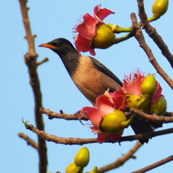 Rosy Starling - Lathika Anoth