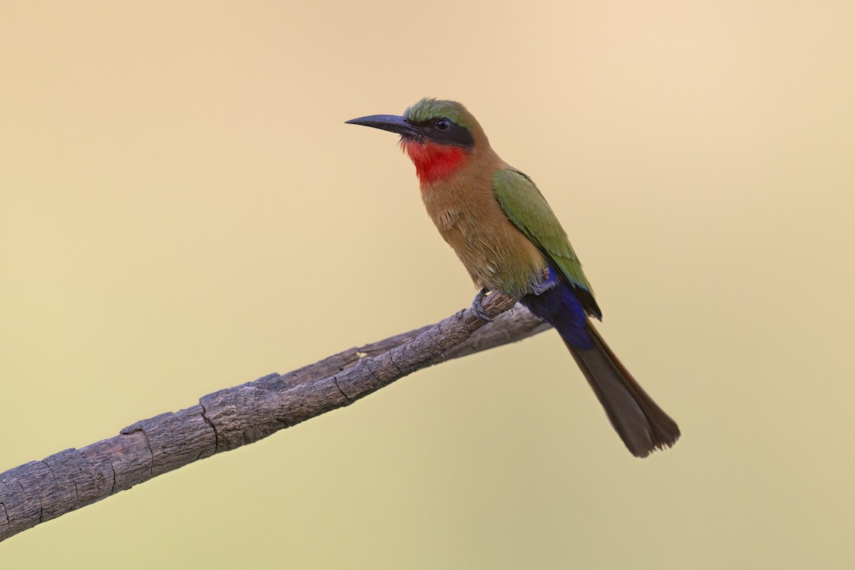 Red-throated Bee-eater - Marco Valentini
