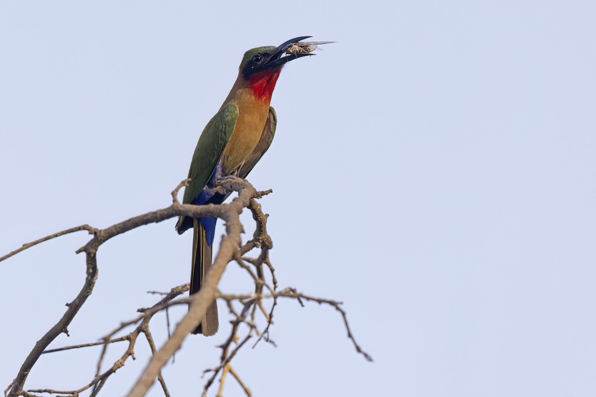 Red-throated Bee-eater - ML617372793