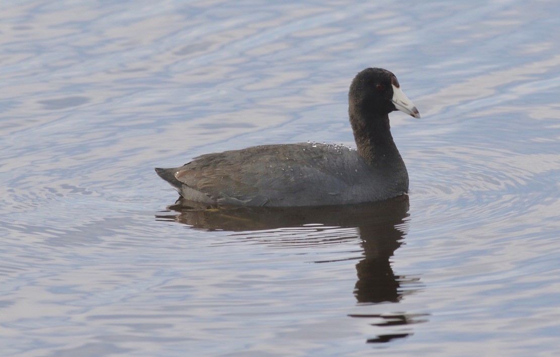 American Coot (Red-shielded) - ML617372806