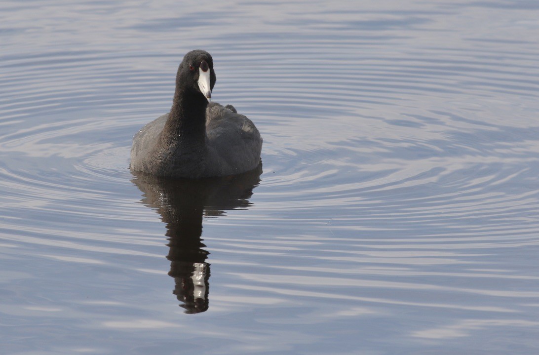 American Coot (Red-shielded) - ML617372807