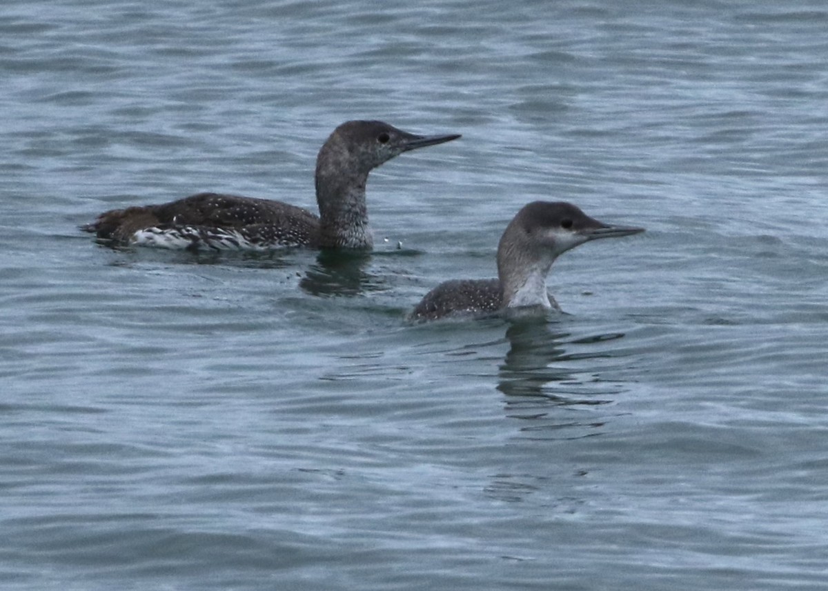 Red-throated Loon - Dean LaTray