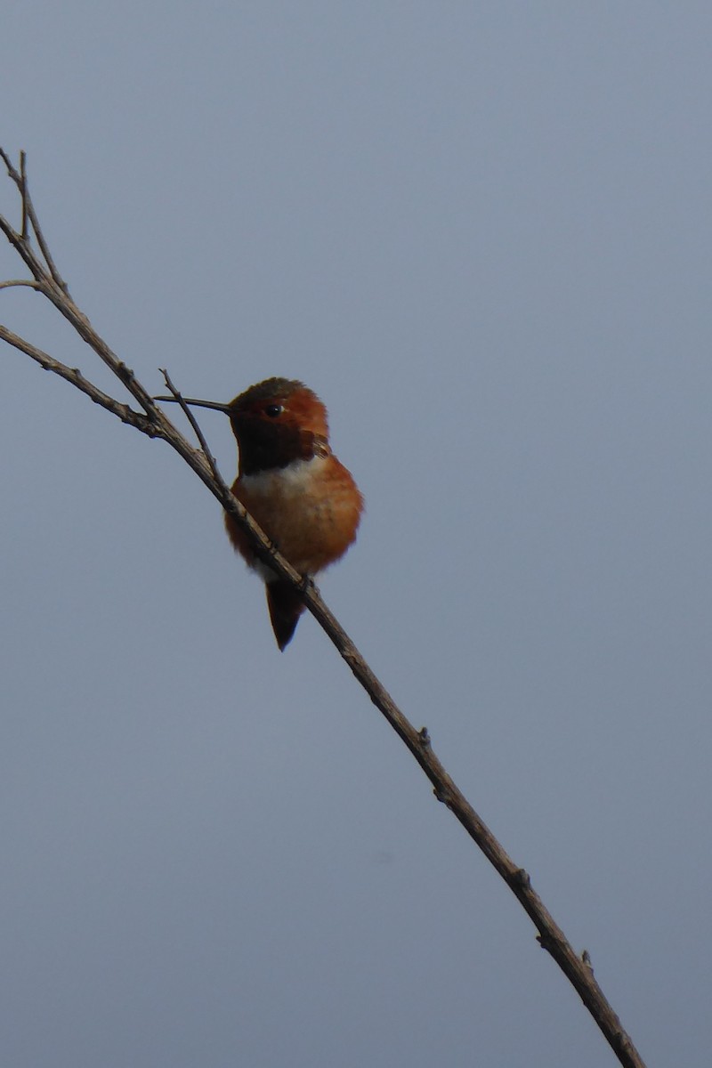 Allen's Hummingbird - Coleen Pidgeon