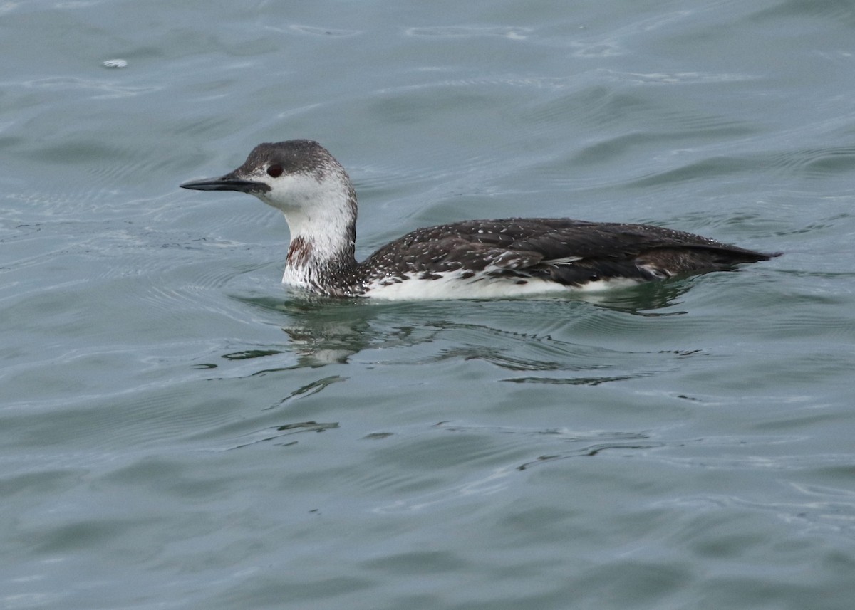 Red-throated Loon - ML617372888